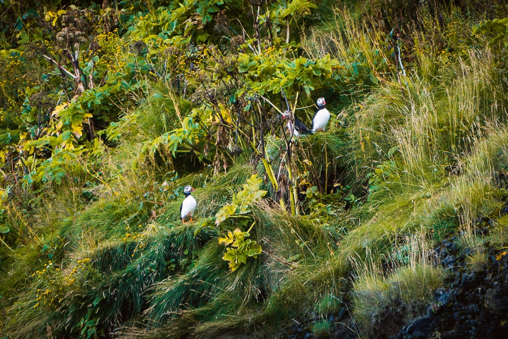 Les oiseaux sauvages d'Islande