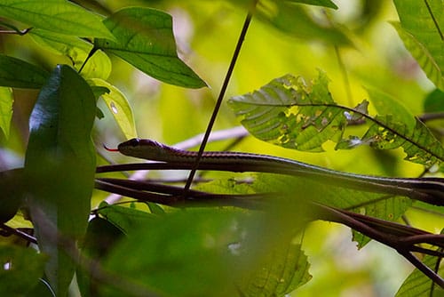 Serpent dans la jungle du parc national de Khao Sok en Thailande