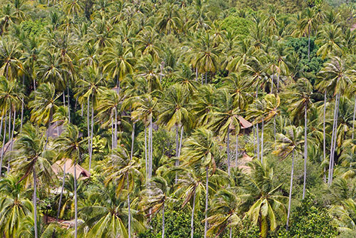 Palmiers à Railay Beach en Thaïlande