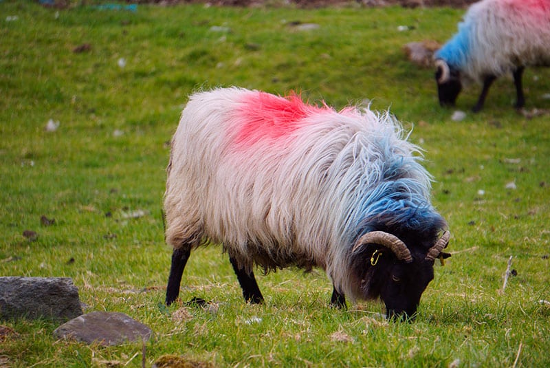 Les moutons en Irlande, dans le Connemara