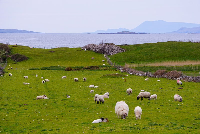 Les paysages verdoyants de l'Irlande