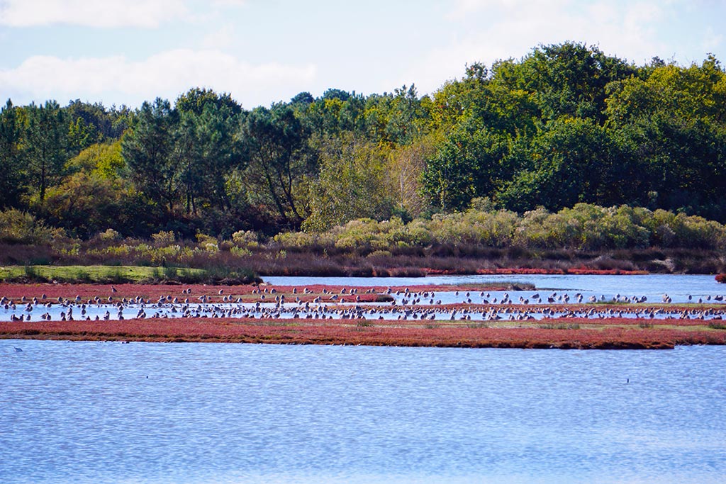 Photo de la réserve ornithologique du Teich avec un banc d'oiseau sur l'eau