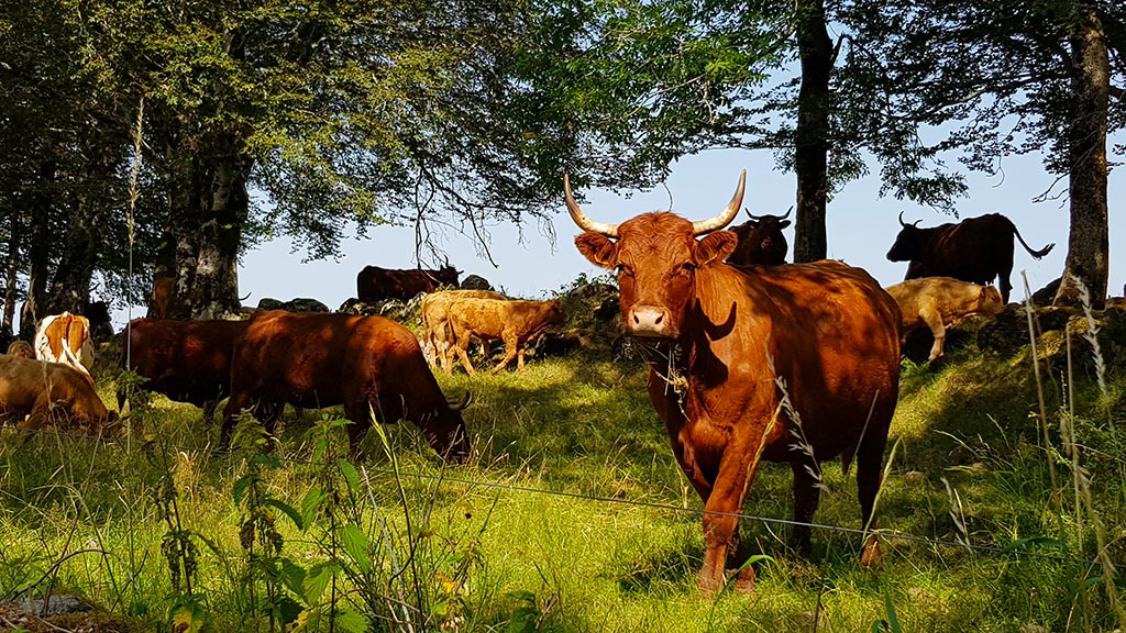 Troupeau de vaches dans le pays de Salers au milieu de la campagne auvergnate