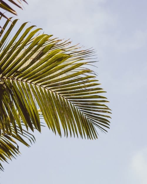 Photographie d'une branche de palmier