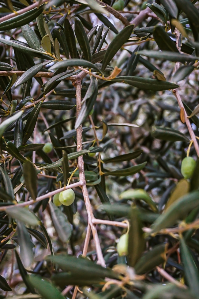 L'olivier de Kavoussi