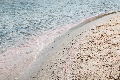 Photographie du sable rose d'Elafonisi