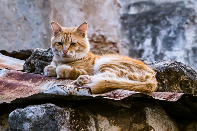 Photographie d'un chat errant en Crète