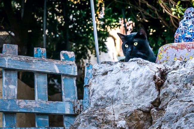 Photographie d'un chat dans le quartier turc de La Canée en Crète