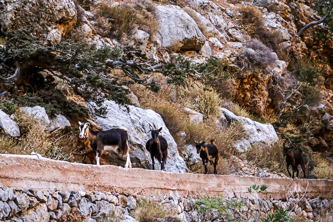 Photographie d'une chèvre sauvage le long de la randonnée des Gorges de Zakros