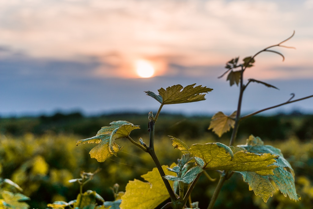 Photographie de vignobles au coucher du soleil