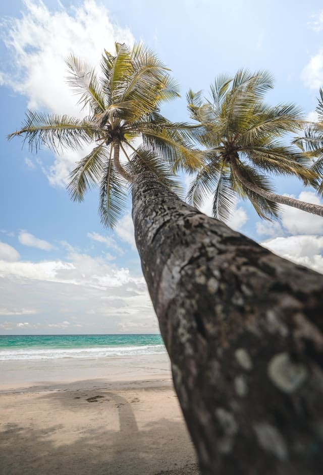 Palmier sur une plage de sable blanc