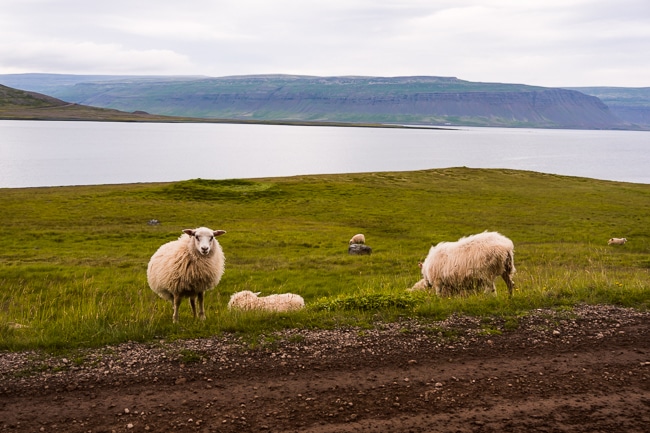 Vue sur des moutons dans une prairie islandaise