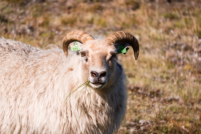 Photo d'un mouton islandais dans la campagne