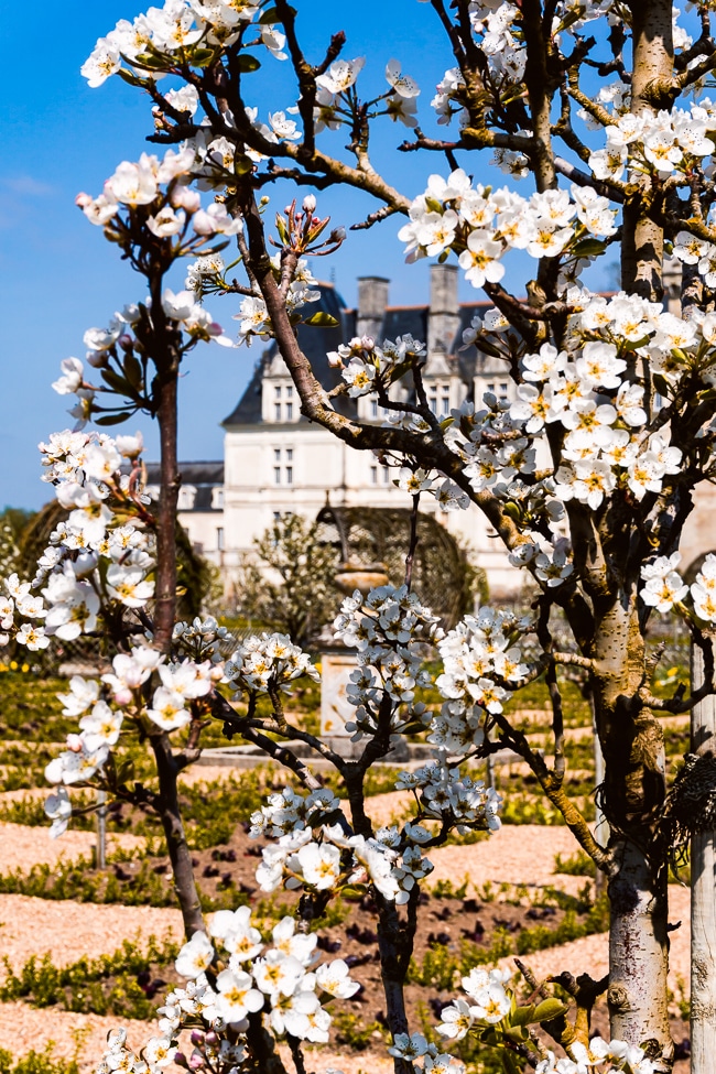 Un Pommier avec le Château de Villandry derrière