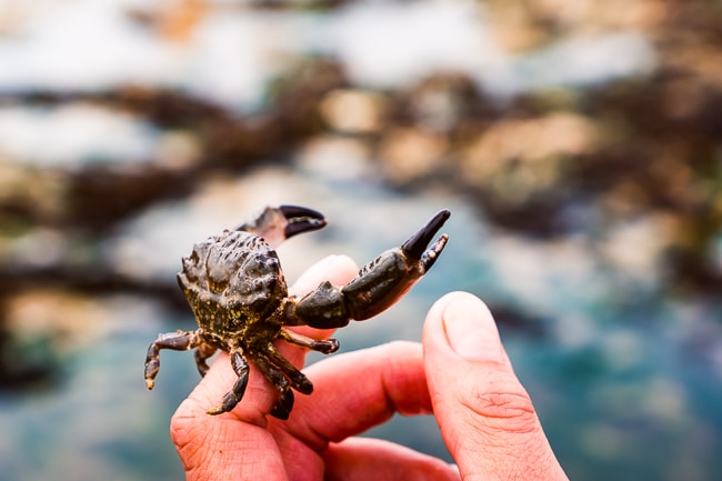 Photo d'un crabe