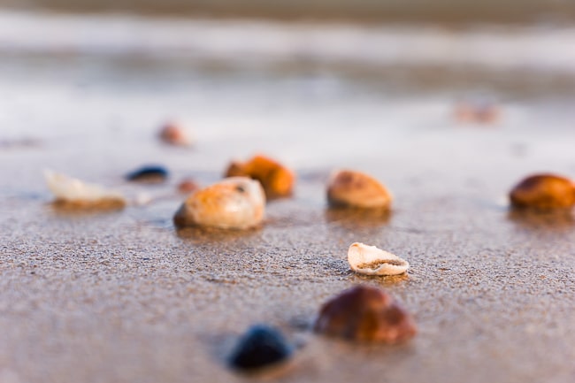 Photo des coquillages de la plage de Boyardville