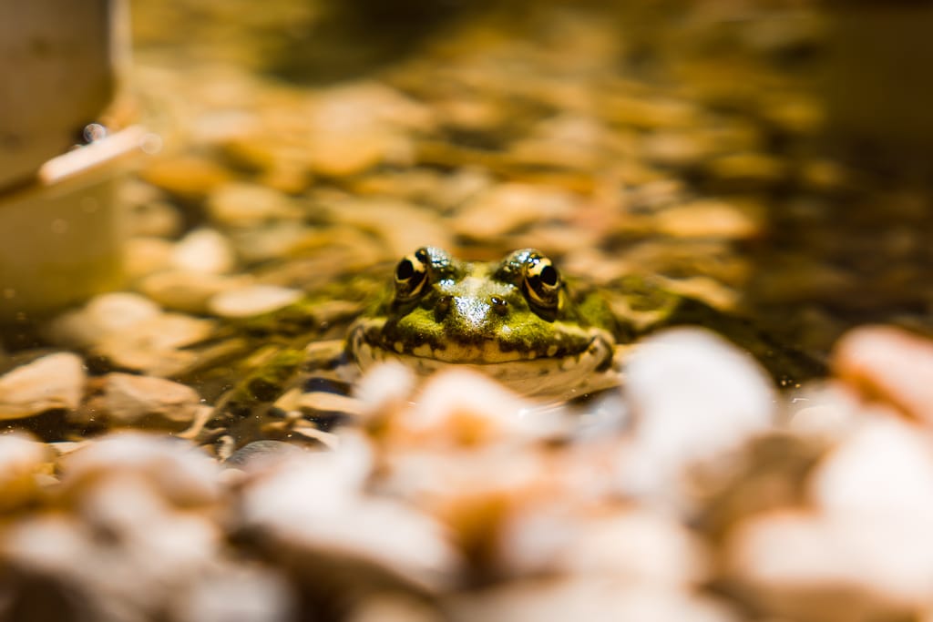 photo grenouille jardin de chaumont
