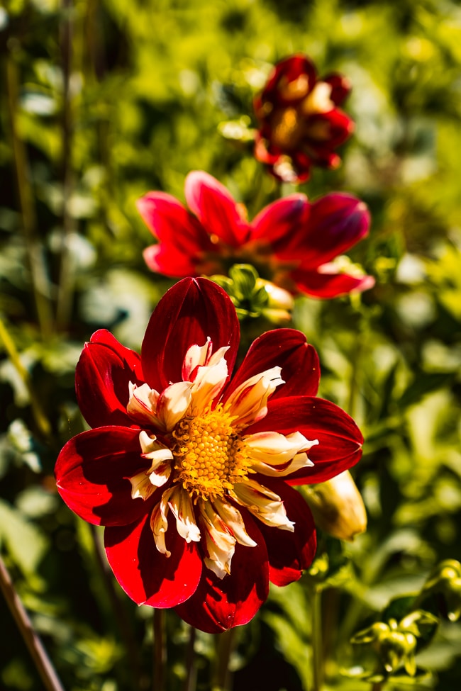 photo fleurs rouges jardin de chaumont