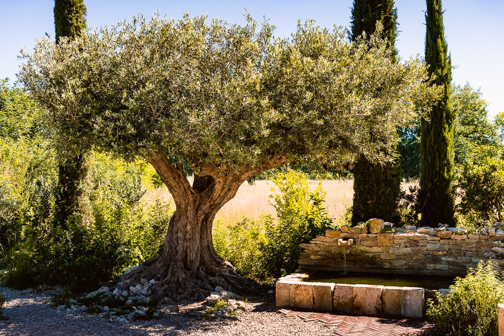 photo jardin méditerranéen jardin de chaumont