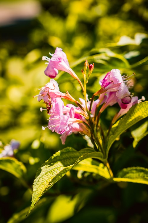photo de fleurs du jardin de Plessis Sasnière