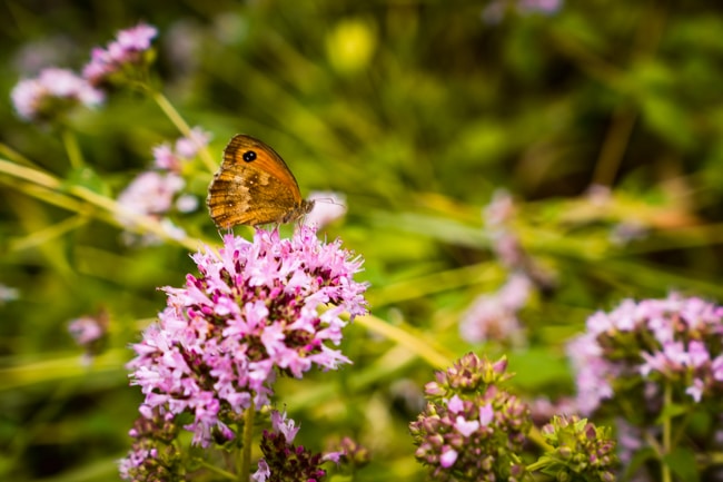 papillon dans un jardin de l'Eure