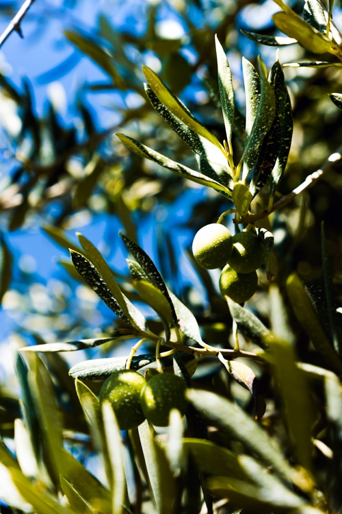 Olives sur un olivier sur le plateau de Valensole
