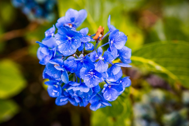 fleur bleue dans le jardin du clos de chanchore