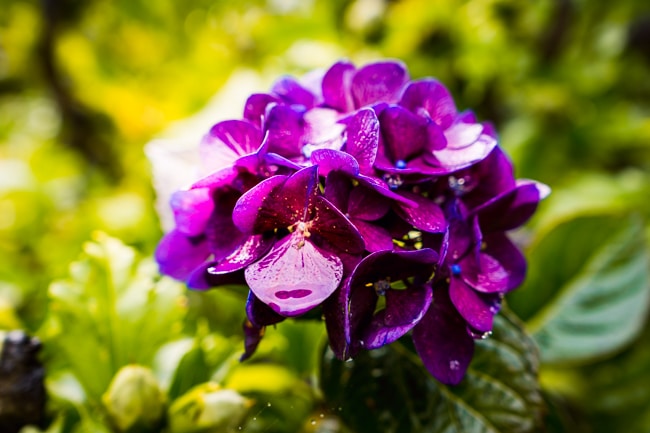 fleur violette dans le jardin du clos de chanchore
