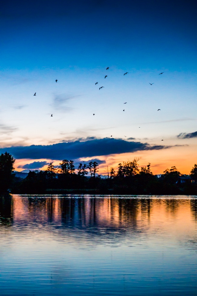 Vol d'oiseaux au coucher de soleil dans l'Eure