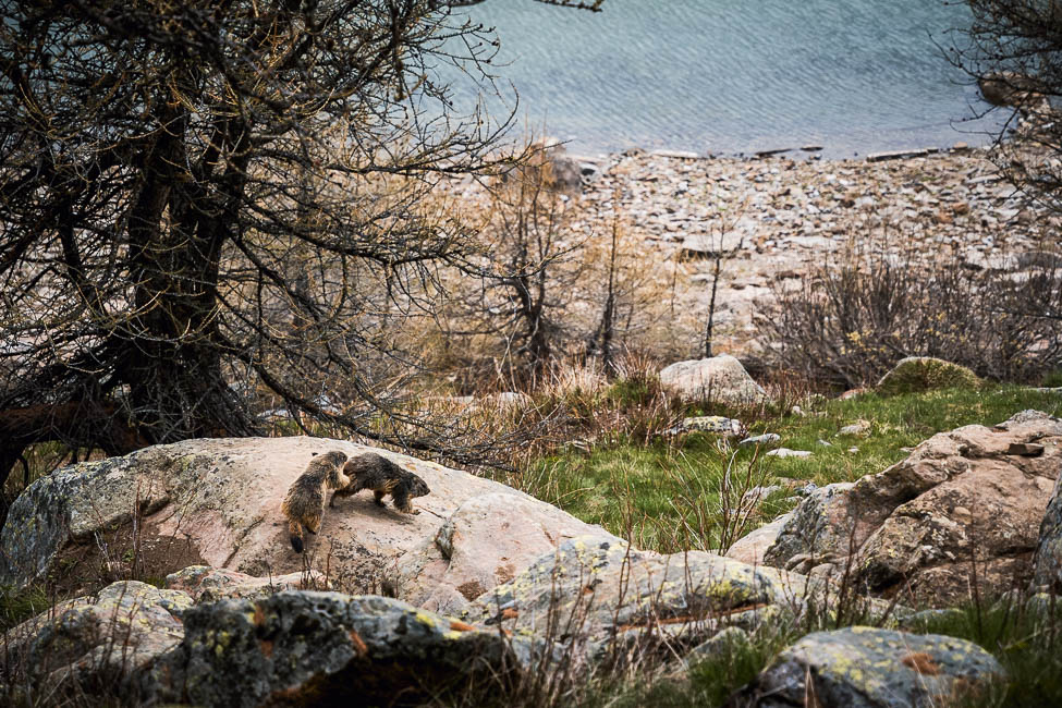marmottes sur les bords du lac d'allos dans les alpes de haute provence