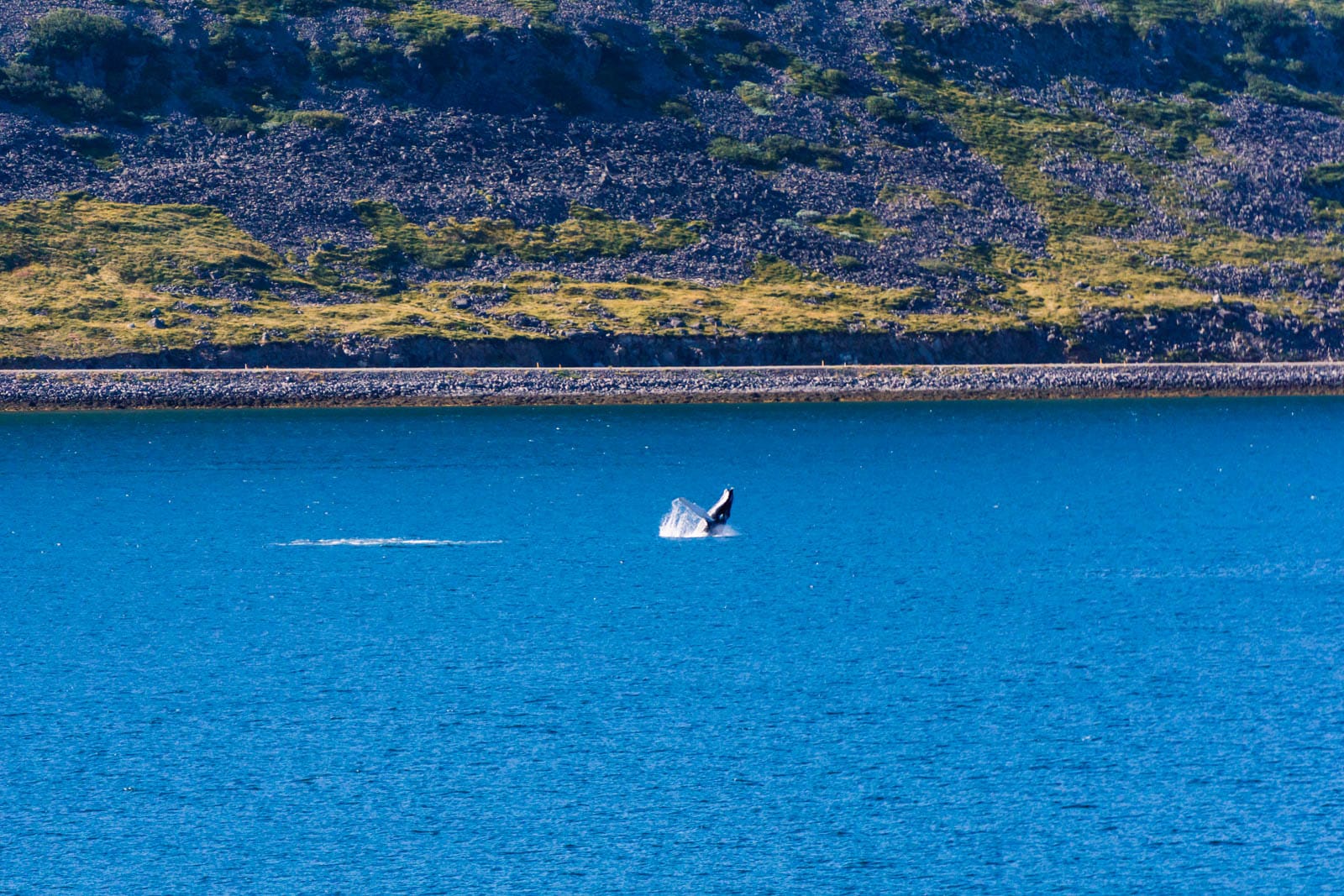 Photo d'une baleine dans un fjord islandais