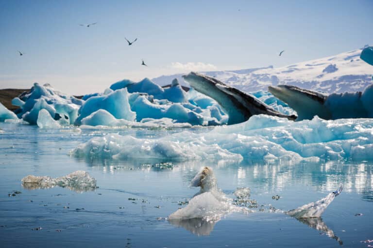 Icebergs et oiseaux dans le lagon de Jökulsárlón