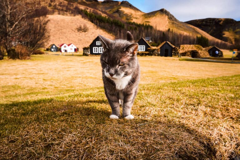 Photo d'un chat en Islande