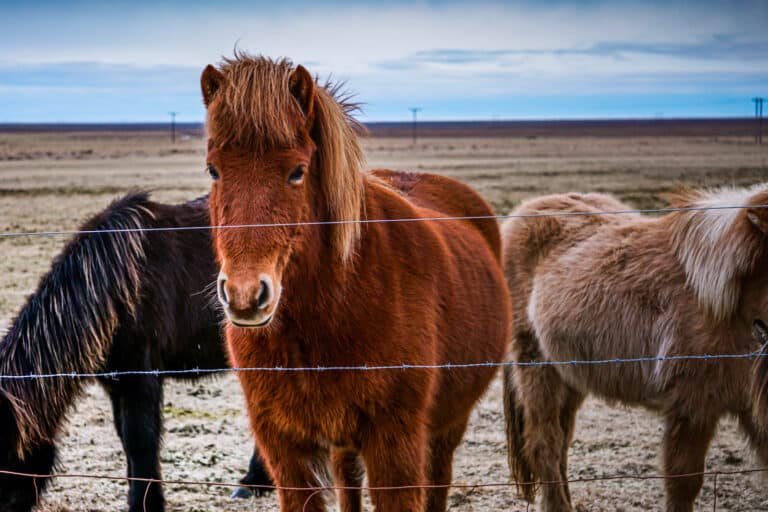 Photo de chevaux islandais