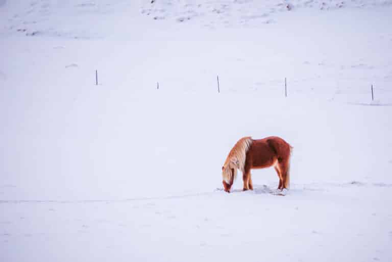 Cheval dans la neige en Islande