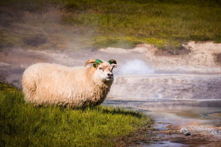 Photo de moutons en Islande