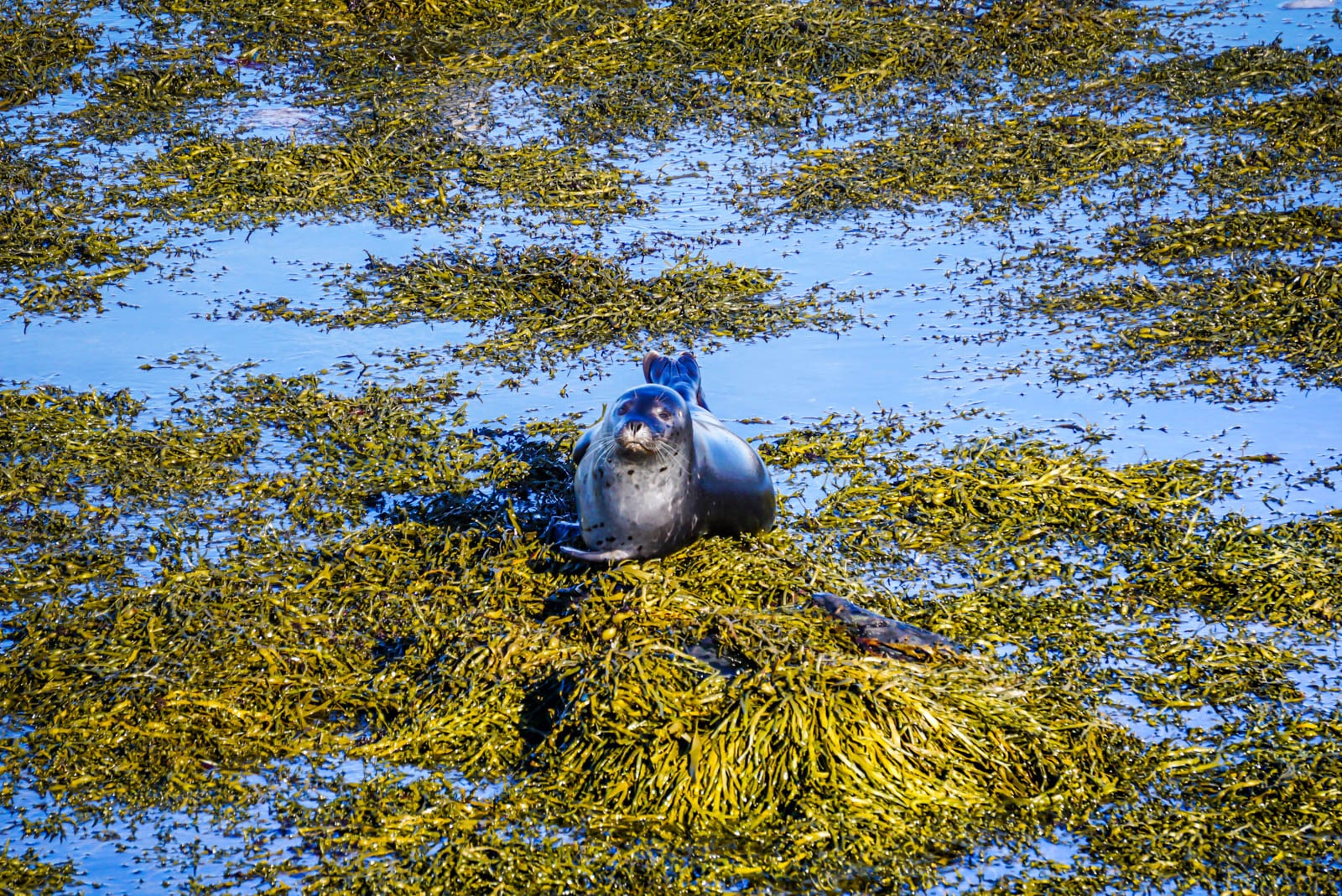 Photo d'un phoque en Islande