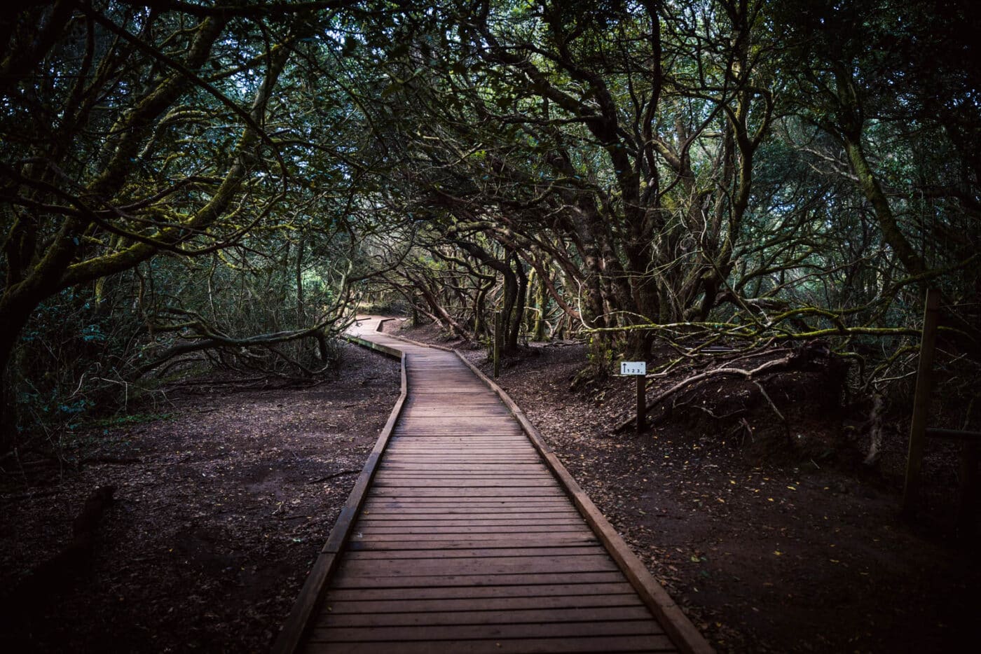 Sentier de randonnee dans la foret primaire d'anaga a Tenerige