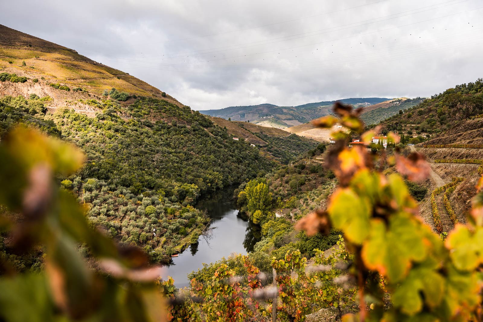 Photos de vignobles dans la vallée du Douro