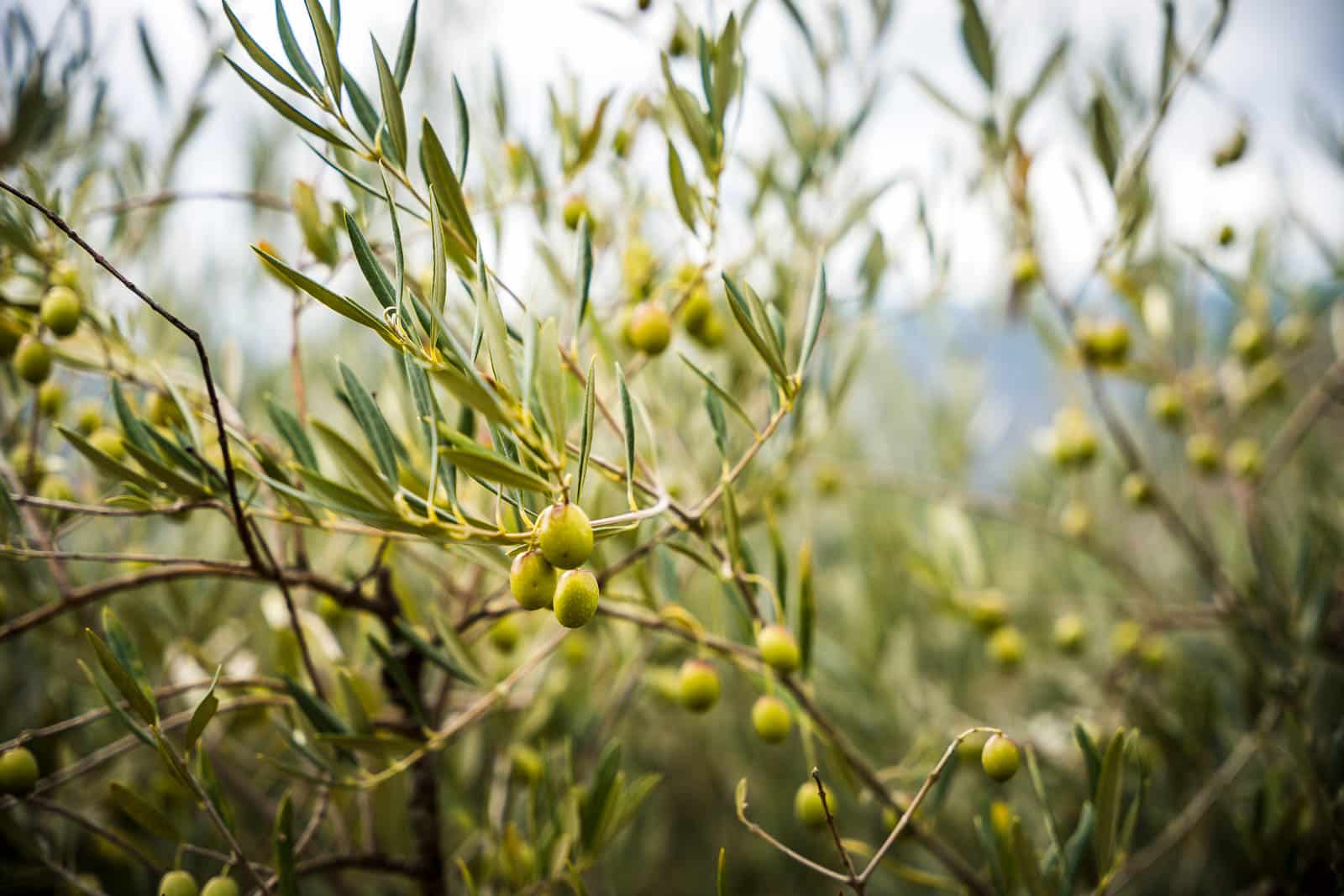 Oliviers dans la vallée du Douro