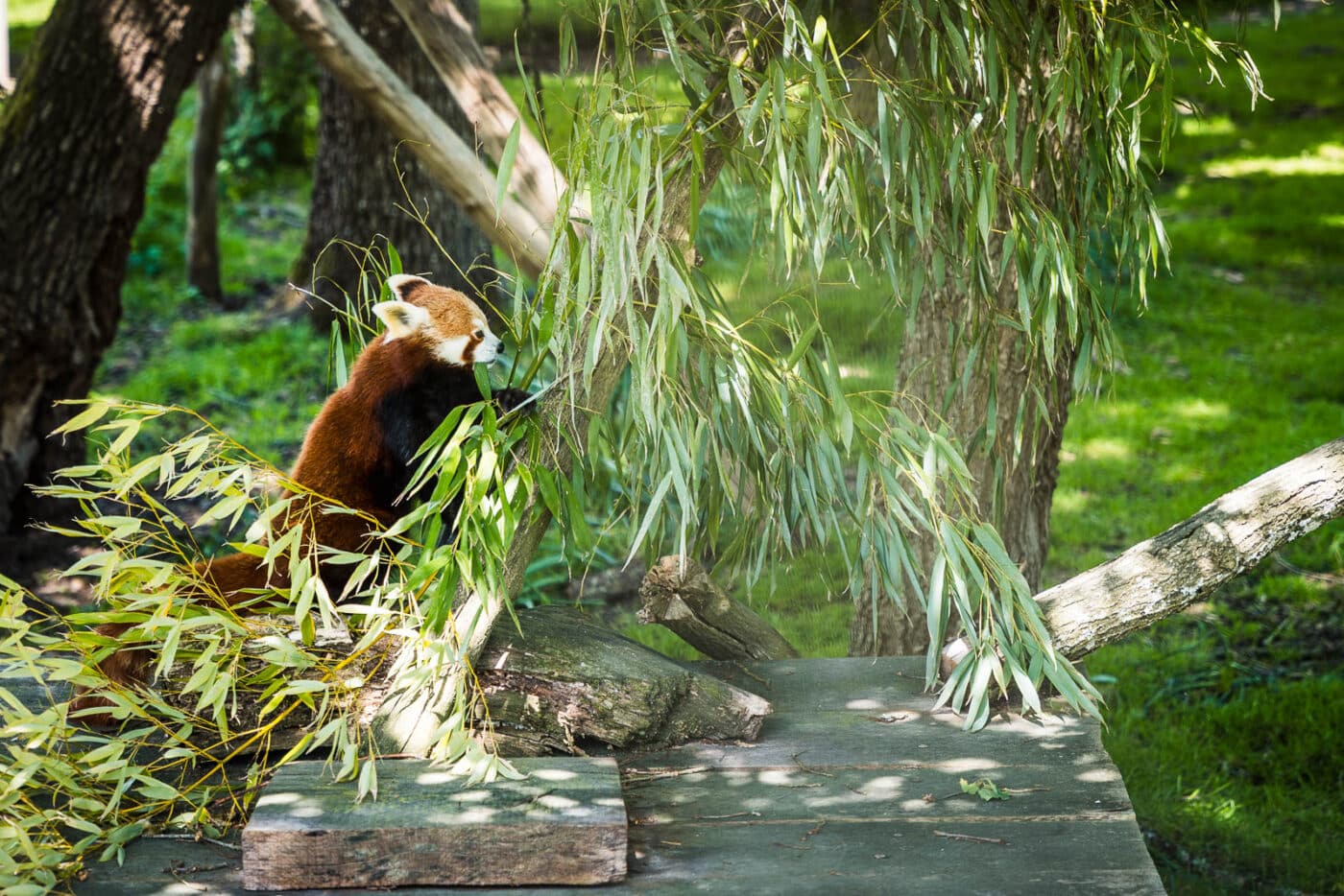 panda roux a la reserve de la haute touche dans l indre