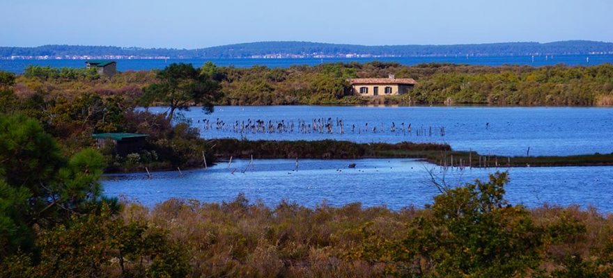 Image d'un étang à la réserve ornithologique du teich